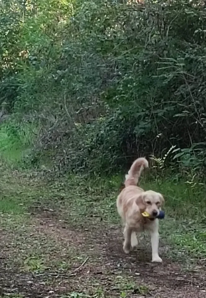 Foto GEM DOG A.S.D.: Stage di retriever sport, Leproso, 19 settembre 2026, foto 9 di 9