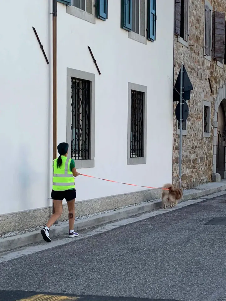 Foto GEM DOG A.S.D.: Allenamento di mantrailing, Buttrio, 20 settembre 2026, foto 2 di 81