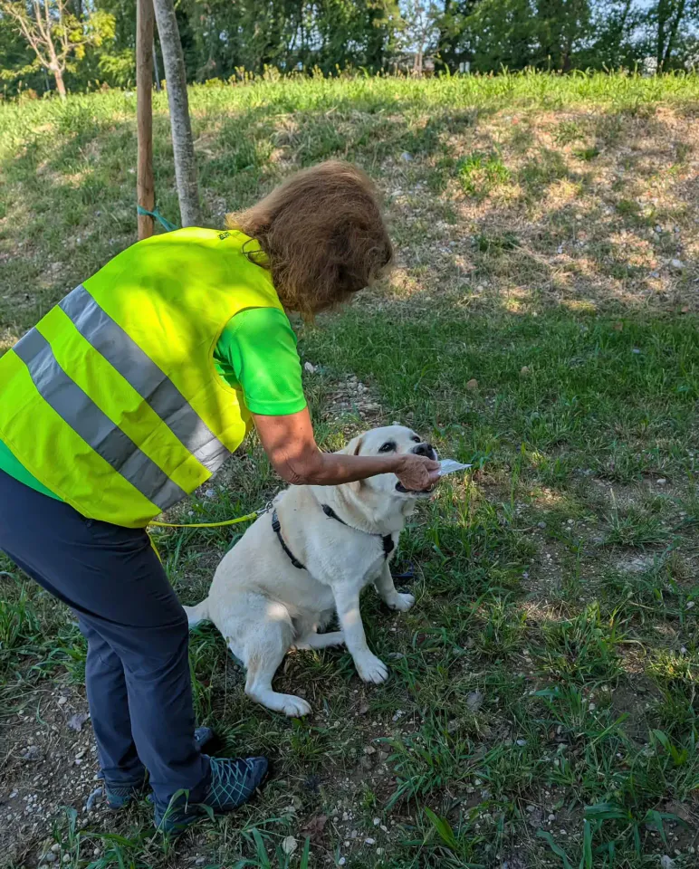 Foto GEM DOG A.S.D.: Allenamento di mantrailing, Buttrio, 20 settembre 2026, foto 3 di 81