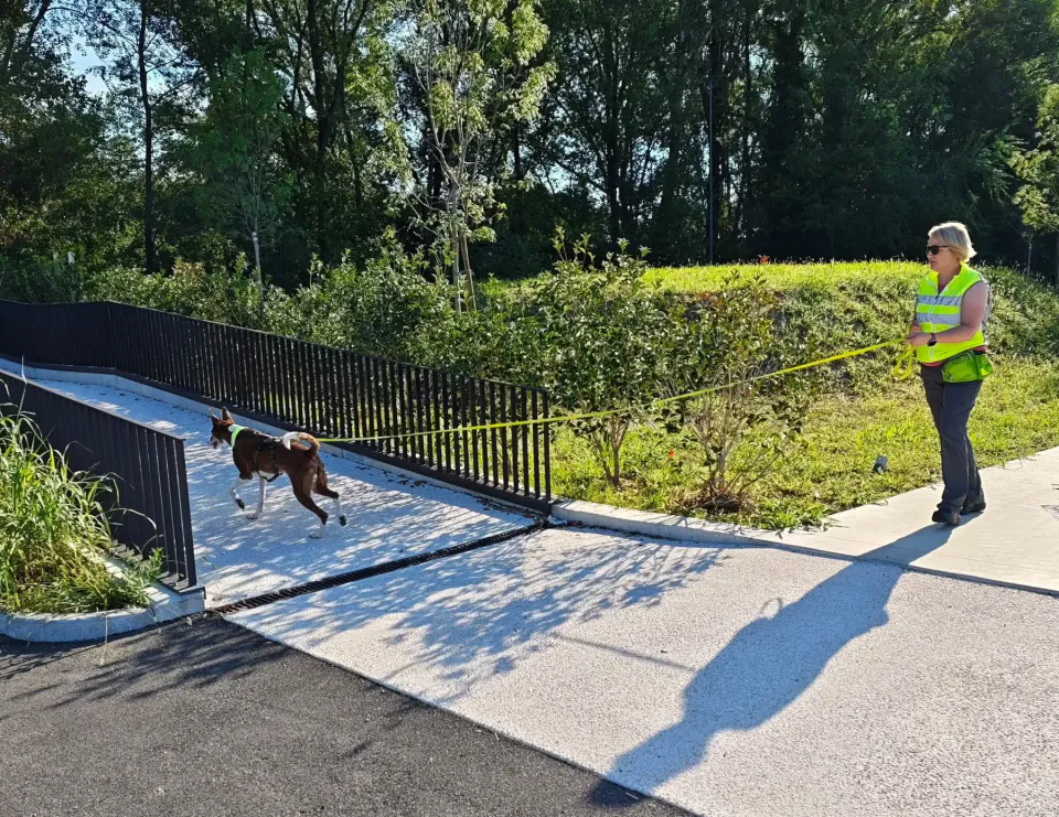 Foto GEM DOG A.S.D.: Allenamento di mantrailing, Buttrio, 20 settembre 2026, foto 4 di 81