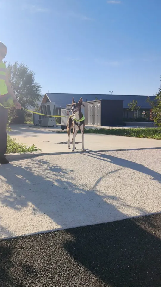 Foto GEM DOG A.S.D.: Allenamento di mantrailing, Buttrio, 20 settembre 2026, foto 16 di 81