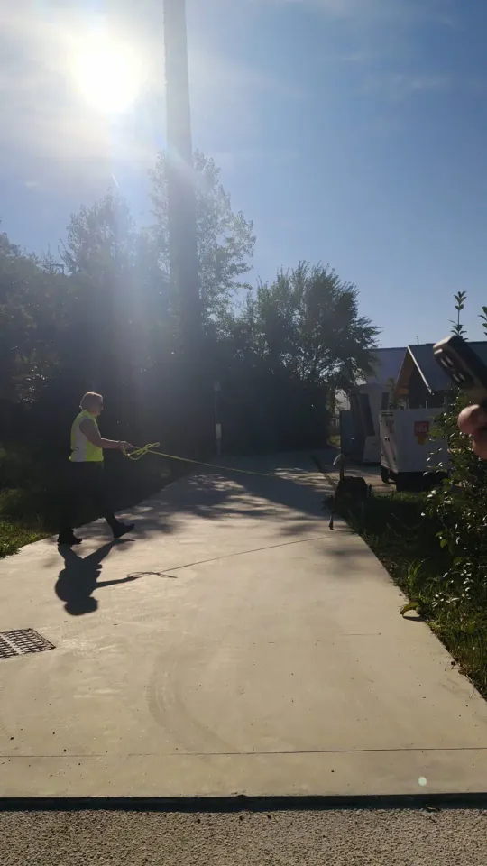 Foto GEM DOG A.S.D.: Allenamento di mantrailing, Buttrio, 20 settembre 2026, foto 17 di 81