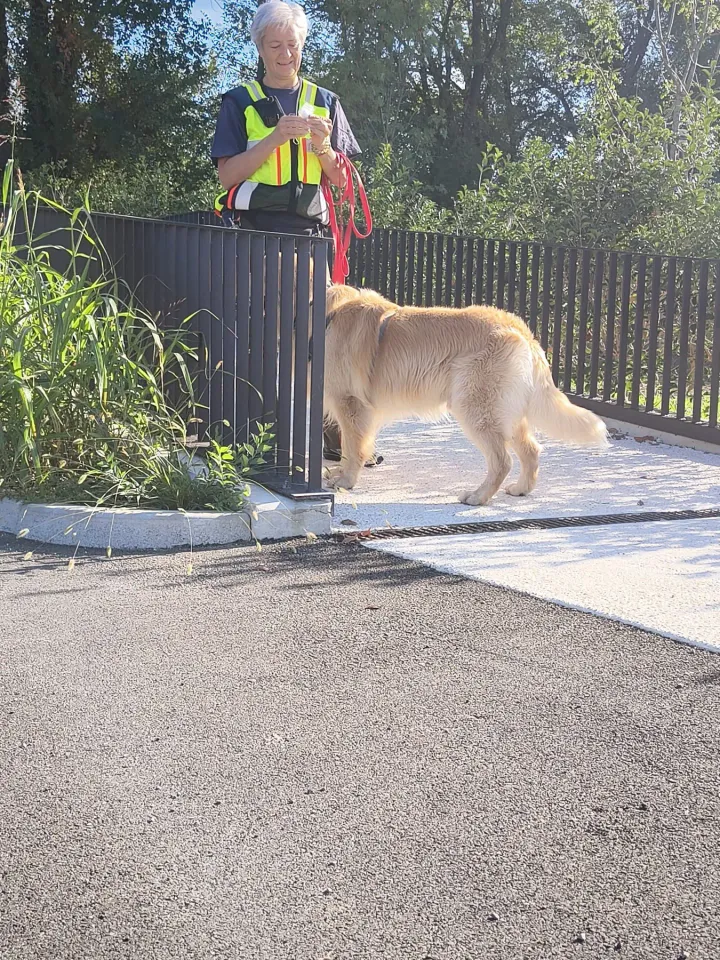 Foto GEM DOG A.S.D.: Allenamento di mantrailing, Buttrio, 20 settembre 2026, foto 18 di 81