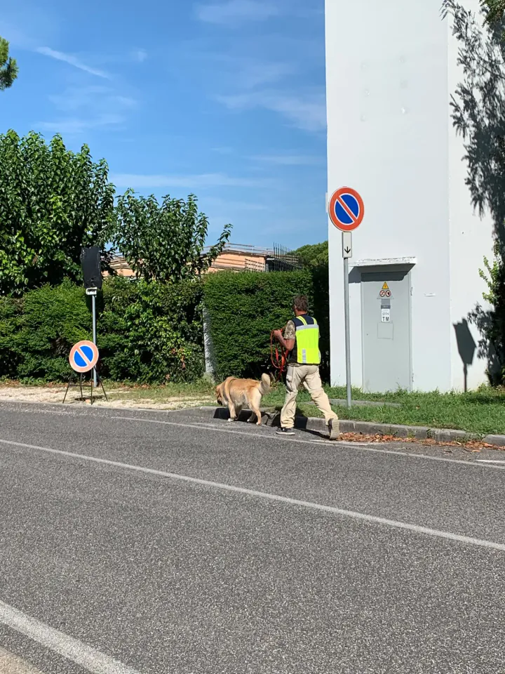 Foto GEM DOG A.S.D.: Allenamento di mantrailing, Buttrio, 20 settembre 2026, foto 19 di 81