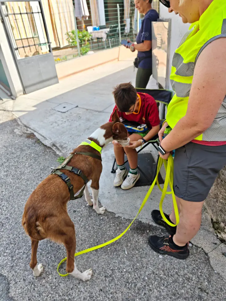 Foto GEM DOG A.S.D.: Allenamento di mantrailing, Buttrio, 20 settembre 2026, foto 24 di 81
