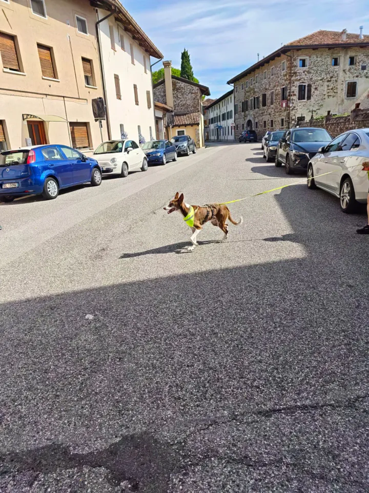 Foto GEM DOG A.S.D.: Allenamento di mantrailing, Buttrio, 20 settembre 2026, foto 25 di 81