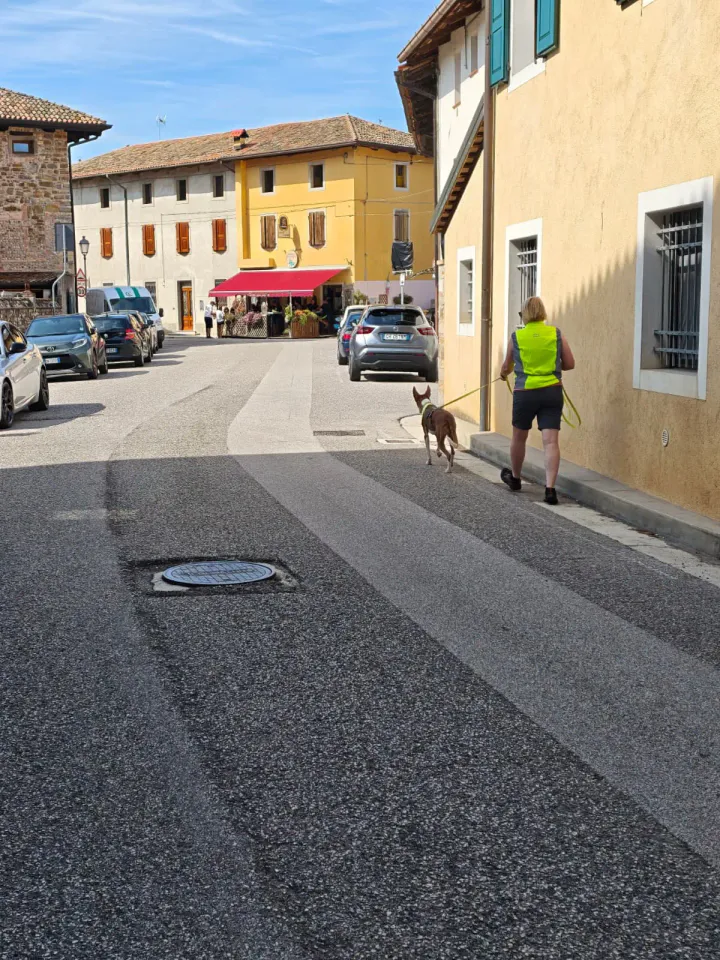 Foto GEM DOG A.S.D.: Allenamento di mantrailing, Buttrio, 20 settembre 2026, foto 26 di 81