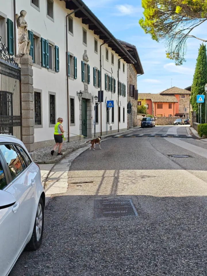 Foto GEM DOG A.S.D.: Allenamento di mantrailing, Buttrio, 20 settembre 2026, foto 27 di 81