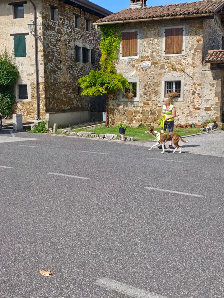 Foto GEM DOG A.S.D.: Allenamento di mantrailing, Buttrio, 20 settembre 2026, foto 29 di 81