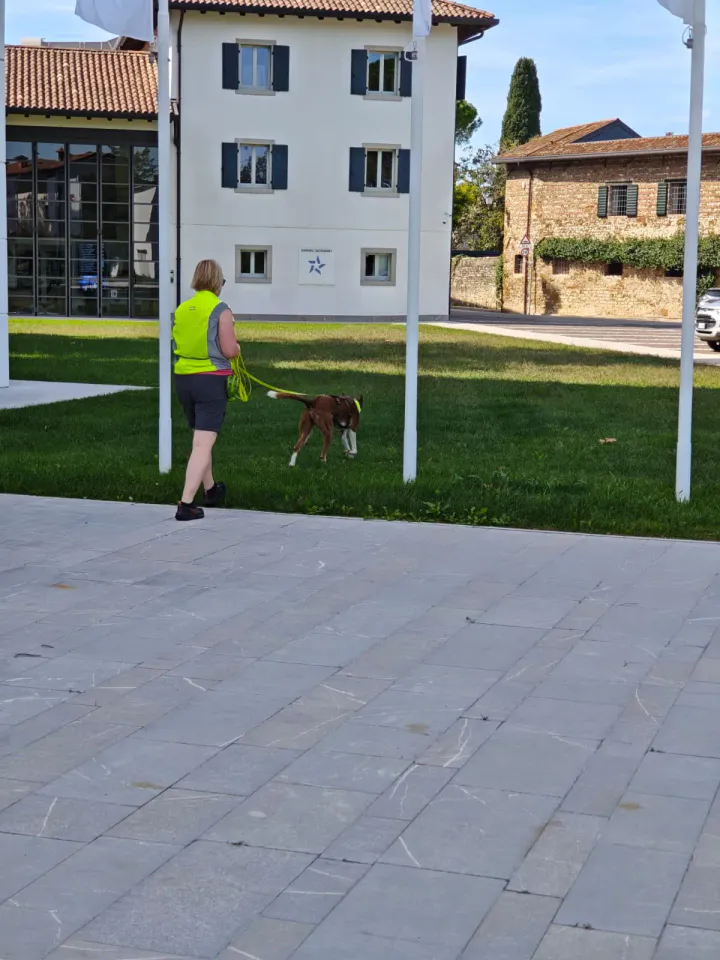 Foto GEM DOG A.S.D.: Allenamento di mantrailing, Buttrio, 20 settembre 2026, foto 30 di 81