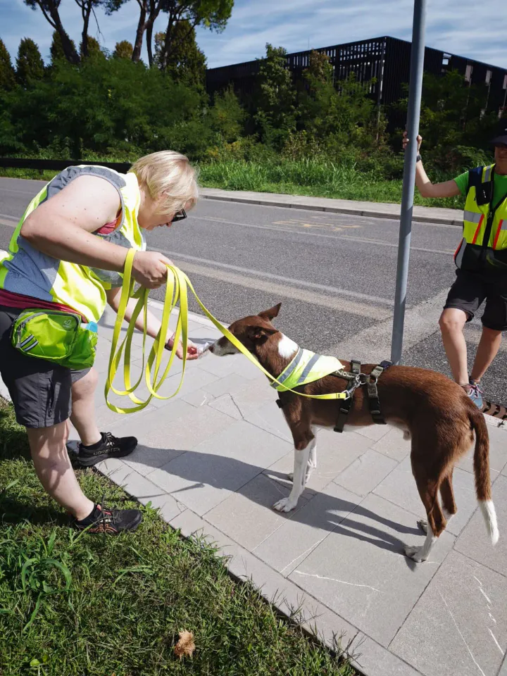 Foto GEM DOG A.S.D.: Allenamento di mantrailing, Buttrio, 20 settembre 2026, foto 32 di 81
