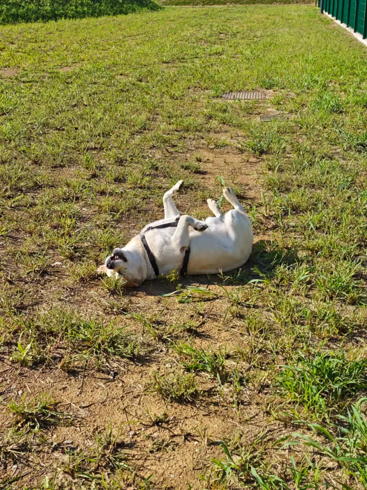 Foto GEM DOG A.S.D.: Allenamento di mantrailing, Buttrio, 20 settembre 2026, foto 34 di 81