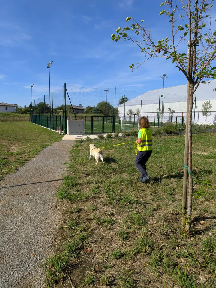 Foto GEM DOG A.S.D.: Allenamento di mantrailing, Buttrio, 20 settembre 2026, foto 37 di 81