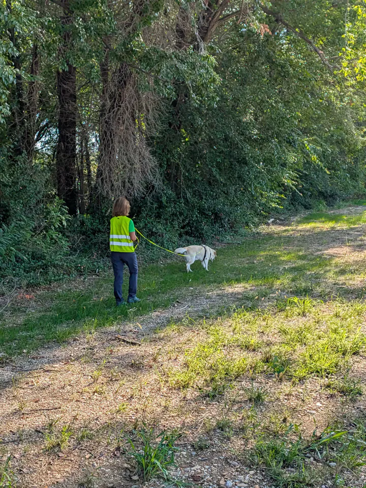 Foto GEM DOG A.S.D.: Allenamento di mantrailing, Buttrio, 20 settembre 2026, foto 40 di 81