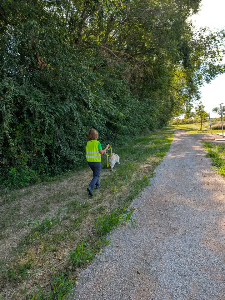 Foto GEM DOG A.S.D.: Allenamento di mantrailing, Buttrio, 20 settembre 2026, foto 41 di 81