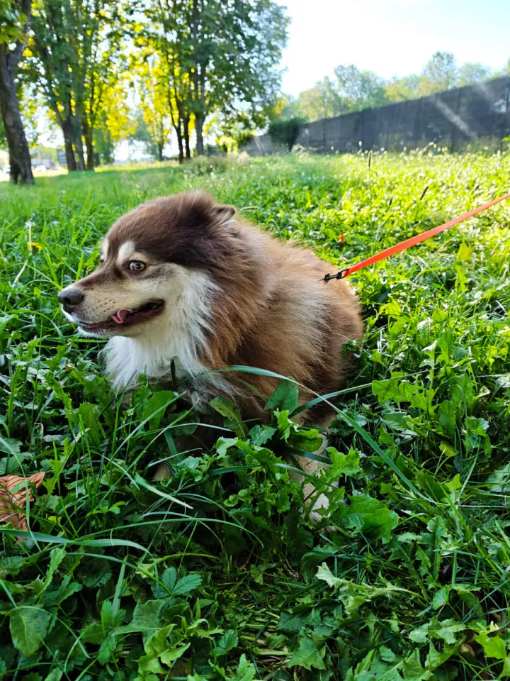 Foto GEM DOG A.S.D.: Allenamento di mantrailing, Buttrio, 20 settembre 2026, foto 49 di 81