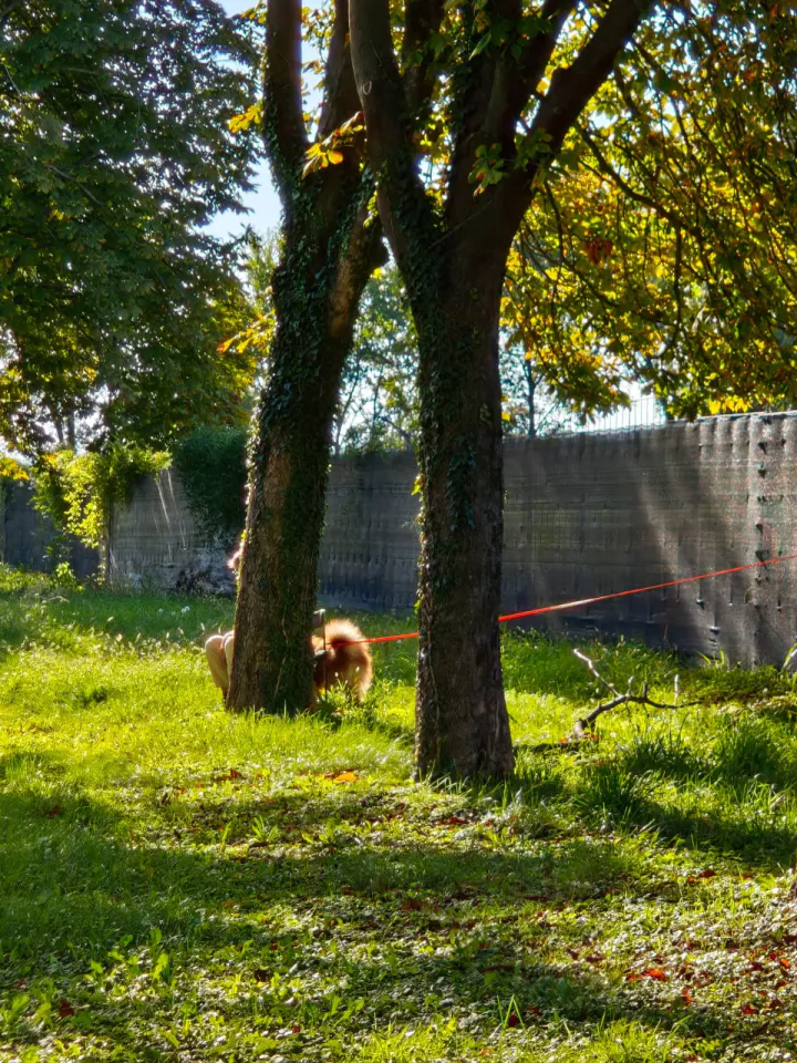 Foto GEM DOG A.S.D.: Allenamento di mantrailing, Buttrio, 20 settembre 2026, foto 50 di 81