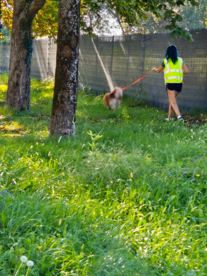 Foto GEM DOG A.S.D.: Allenamento di mantrailing, Buttrio, 20 settembre 2026, foto 51 di 81