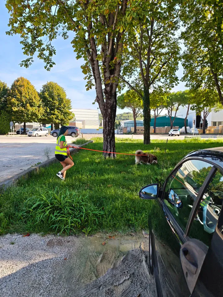 Foto GEM DOG A.S.D.: Allenamento di mantrailing, Buttrio, 20 settembre 2026, foto 55 di 81