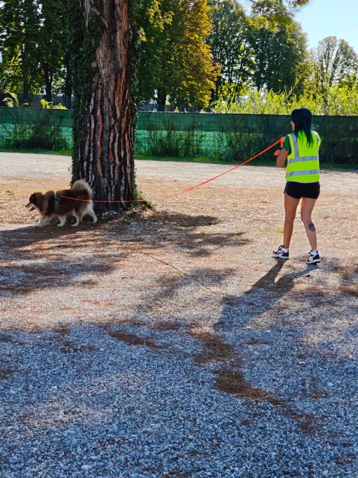 Foto GEM DOG A.S.D.: Allenamento di mantrailing, Buttrio, 20 settembre 2026, foto 56 di 81