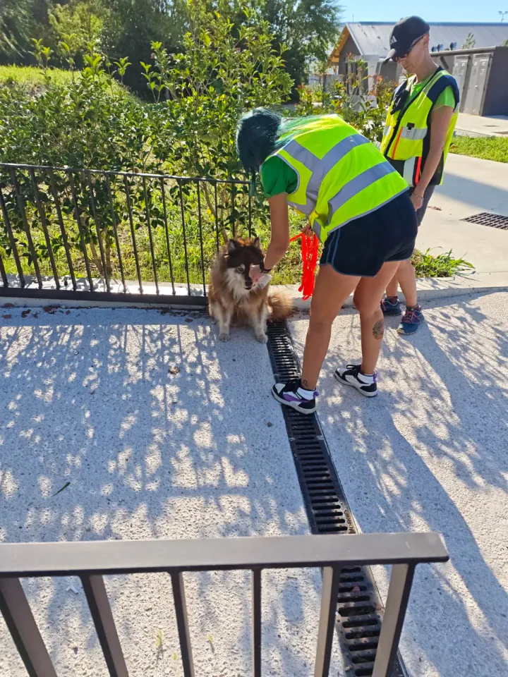 Foto GEM DOG A.S.D.: Allenamento di mantrailing, Buttrio, 20 settembre 2026, foto 59 di 81