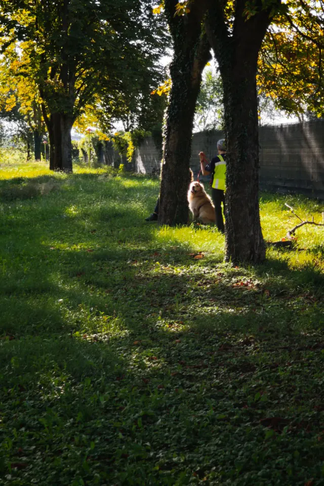 Foto GEM DOG A.S.D.: Allenamento di mantrailing, Buttrio, 20 settembre 2026, foto 64 di 81