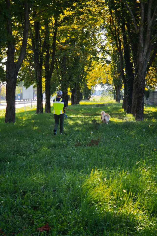 Foto GEM DOG A.S.D.: Allenamento di mantrailing, Buttrio, 20 settembre 2026, foto 65 di 81