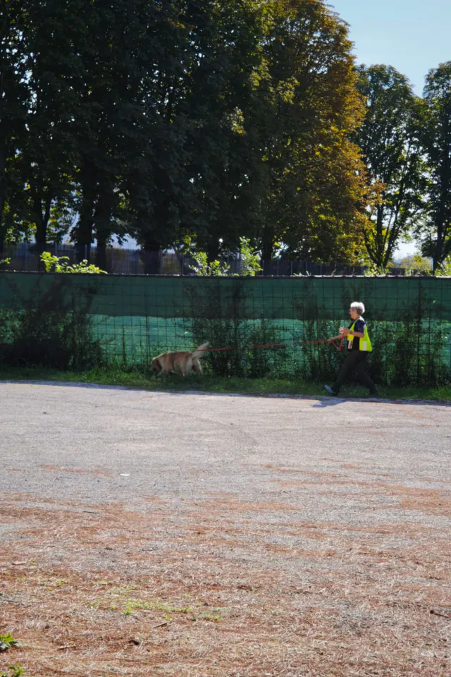 Foto GEM DOG A.S.D.: Allenamento di mantrailing, Buttrio, 20 settembre 2026, foto 67 di 81