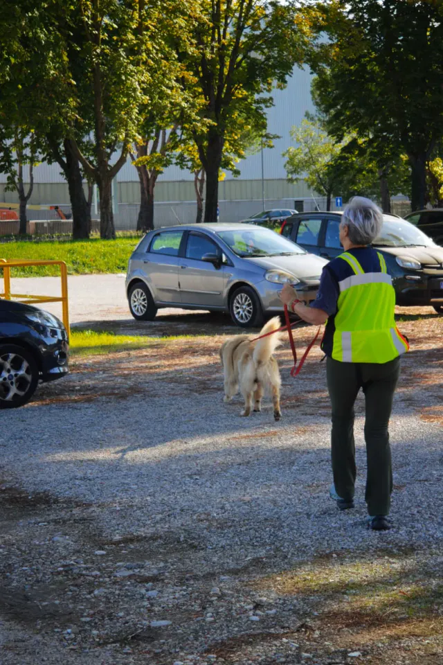 Foto GEM DOG A.S.D.: Allenamento di mantrailing, Buttrio, 20 settembre 2026, foto 68 di 81
