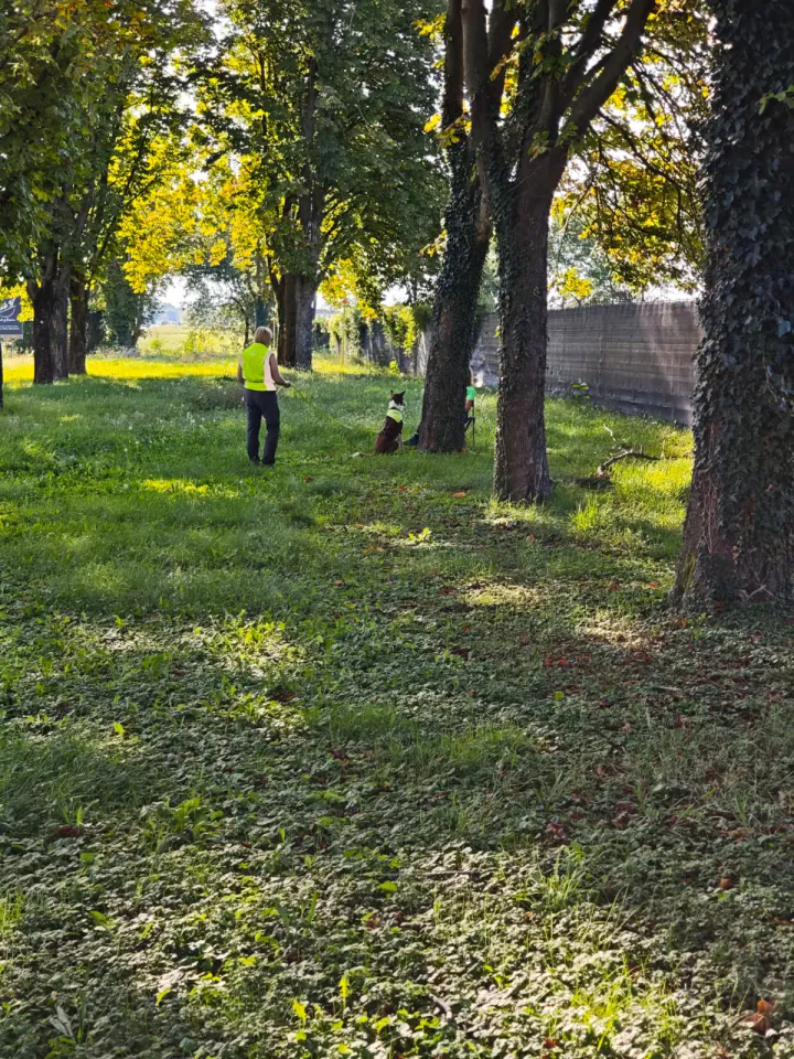 Foto GEM DOG A.S.D.: Allenamento di mantrailing, Buttrio, 20 settembre 2026, foto 73 di 81