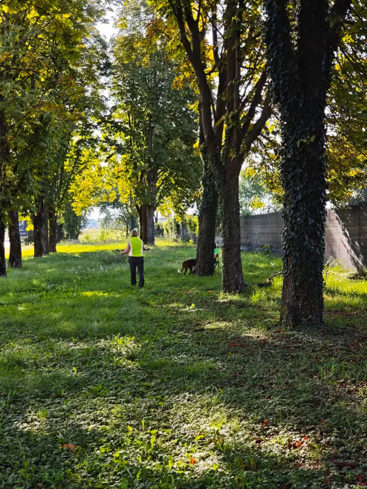 Foto GEM DOG A.S.D.: Allenamento di mantrailing, Buttrio, 20 settembre 2026, foto 74 di 81