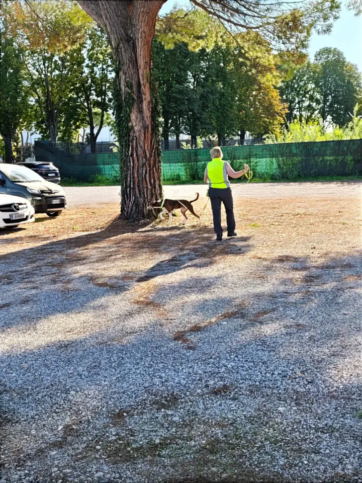 Foto GEM DOG A.S.D.: Allenamento di mantrailing, Buttrio, 20 settembre 2026, foto 77 di 81