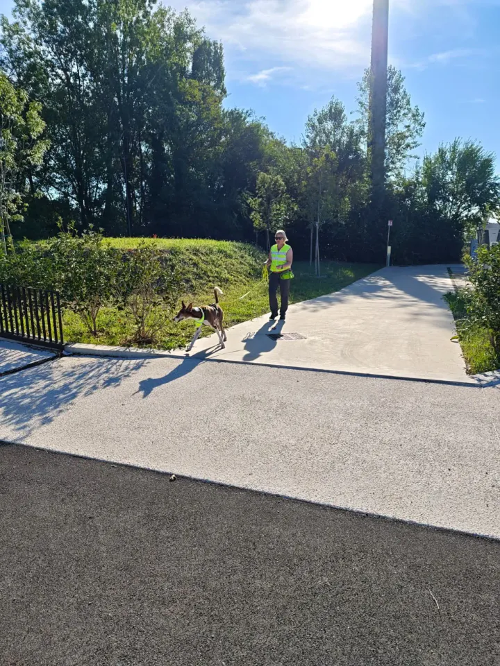 Foto GEM DOG A.S.D.: Allenamento di mantrailing, Buttrio, 20 settembre 2026, foto 79 di 81