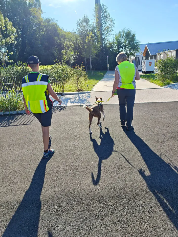 Foto GEM DOG A.S.D.: Allenamento di mantrailing, Buttrio, 20 settembre 2026, foto 81 di 81