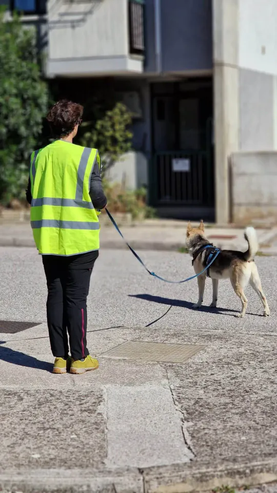 Foto GEM DOG A.S.D.: Allenamento di mantrailing, Pradamano, 27 settembre 2026, foto 4 di 153