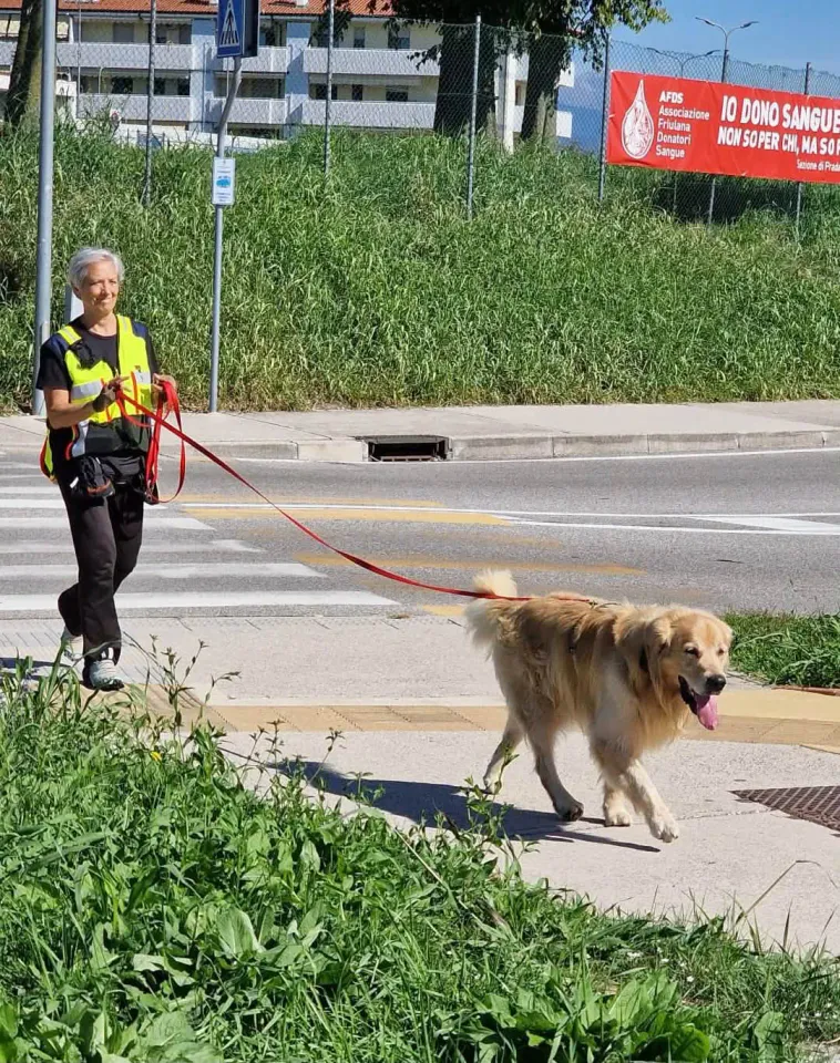 Foto GEM DOG A.S.D.: Allenamento di mantrailing, Pradamano, 27 settembre 2026, foto 5 di 153