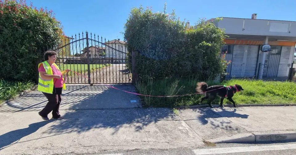 Foto GEM DOG A.S.D.: Allenamento di mantrailing, Pradamano, 27 settembre 2026, foto 6 di 153