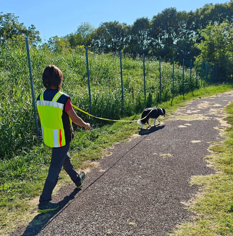 Foto GEM DOG A.S.D.: Allenamento di mantrailing, Pradamano, 27 settembre 2026, foto 8 di 153