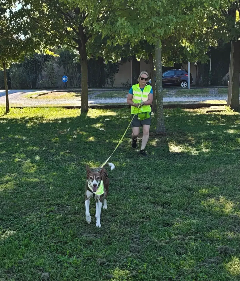 Foto GEM DOG A.S.D.: Allenamento di mantrailing, Pradamano, 27 settembre 2026, foto 10 di 153