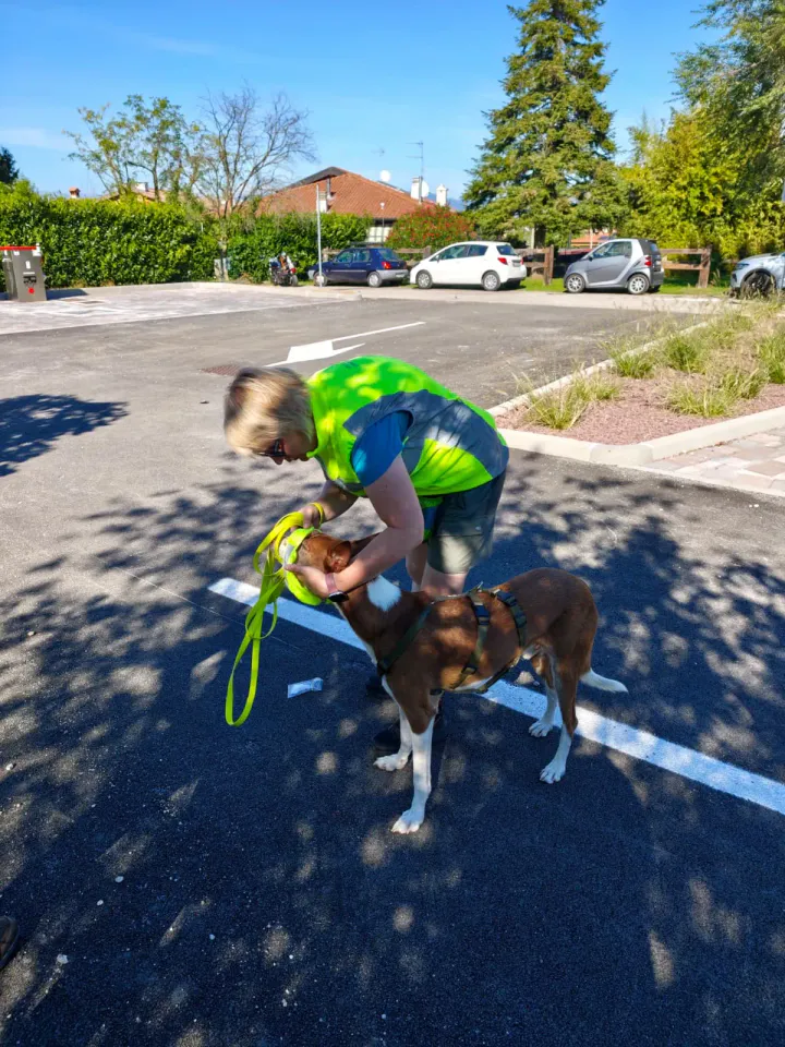 Foto GEM DOG A.S.D.: Allenamento di mantrailing, Pradamano, 27 settembre 2026, foto 100 di 153