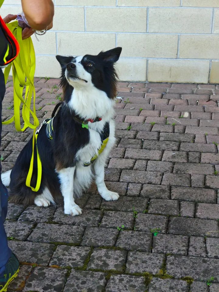 Foto GEM DOG A.S.D.: Allenamento di mantrailing, Pradamano, 27 settembre 2026, foto 102 di 153