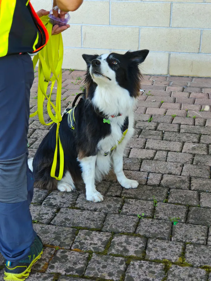 Foto GEM DOG A.S.D.: Allenamento di mantrailing, Pradamano, 27 settembre 2026, foto 103 di 153