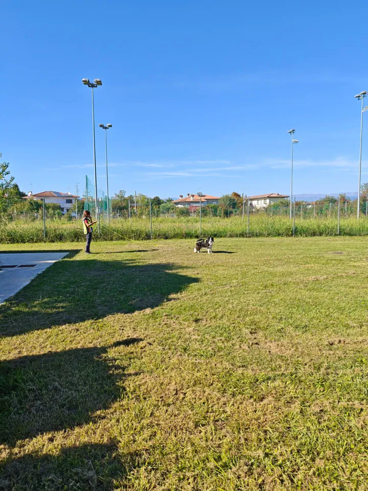 Foto GEM DOG A.S.D.: Allenamento di mantrailing, Pradamano, 27 settembre 2026, foto 106 di 153