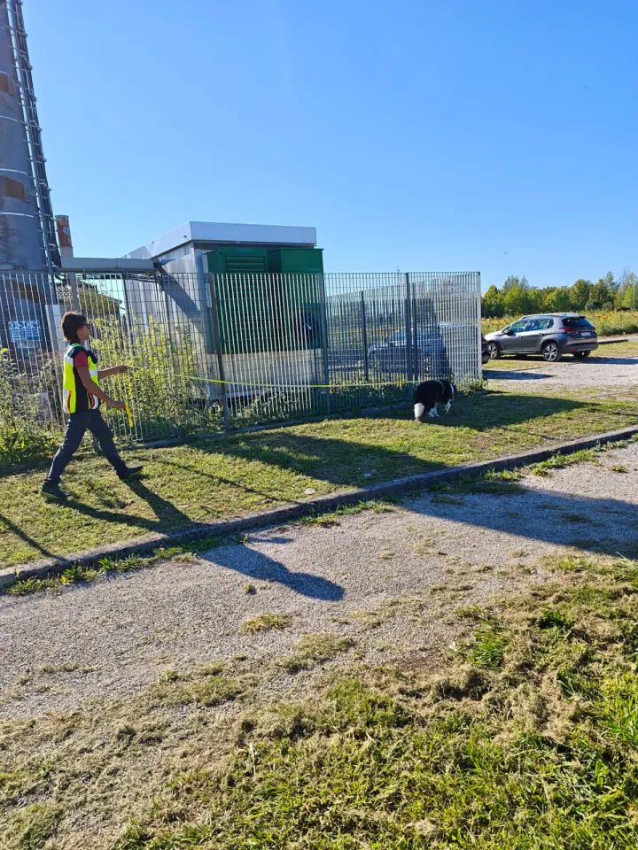 Foto GEM DOG A.S.D.: Allenamento di mantrailing, Pradamano, 27 settembre 2026, foto 107 di 153