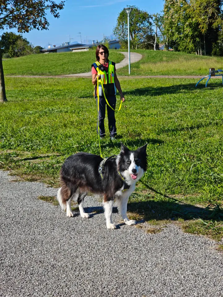 Foto GEM DOG A.S.D.: Allenamento di mantrailing, Pradamano, 27 settembre 2026, foto 11 di 153