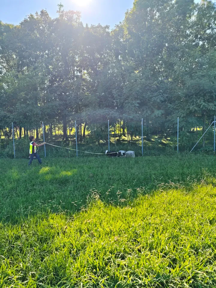 Foto GEM DOG A.S.D.: Allenamento di mantrailing, Pradamano, 27 settembre 2026, foto 110 di 153