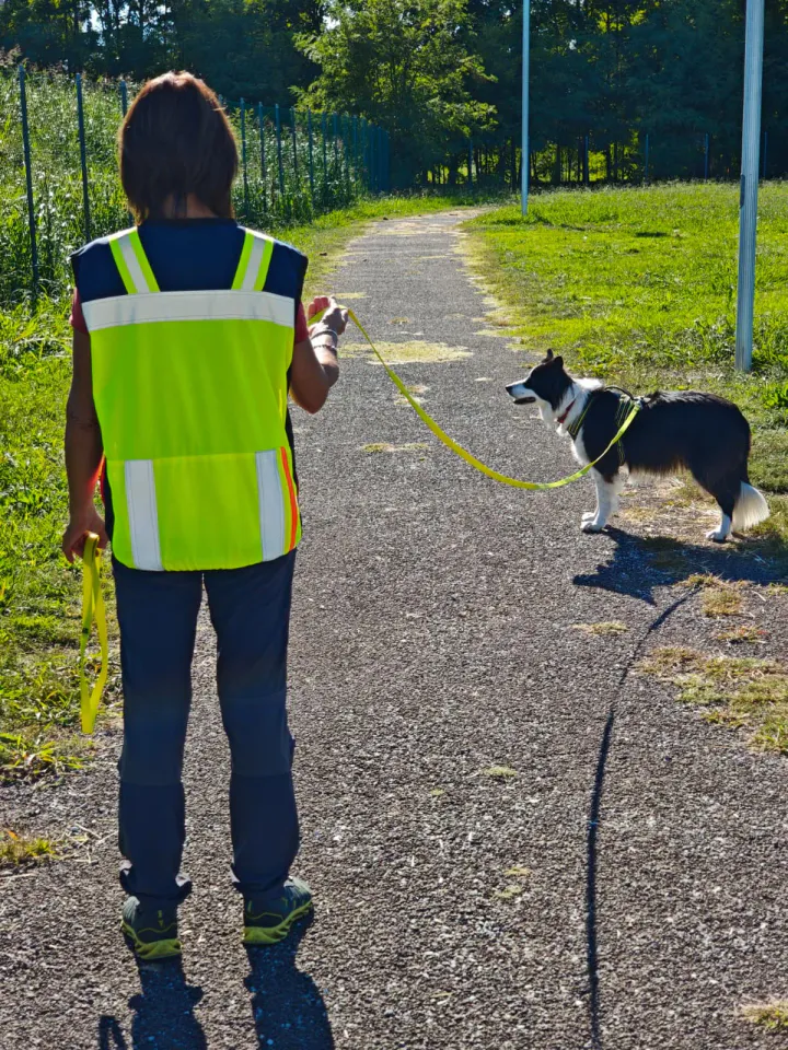 Foto GEM DOG A.S.D.: Allenamento di mantrailing, Pradamano, 27 settembre 2026, foto 112 di 153