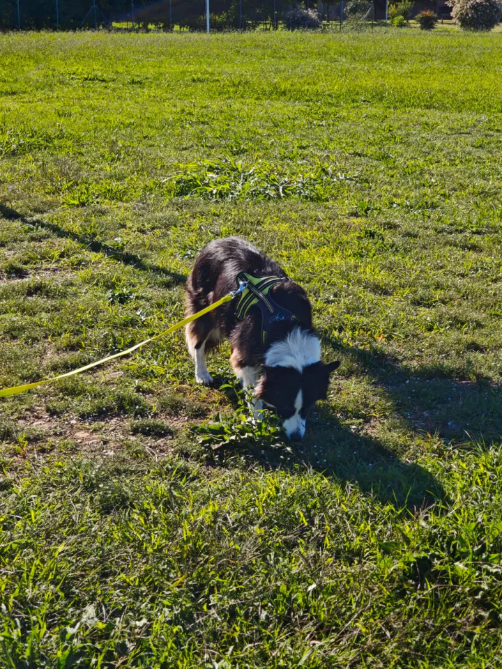 Foto GEM DOG A.S.D.: Allenamento di mantrailing, Pradamano, 27 settembre 2026, foto 113 di 153