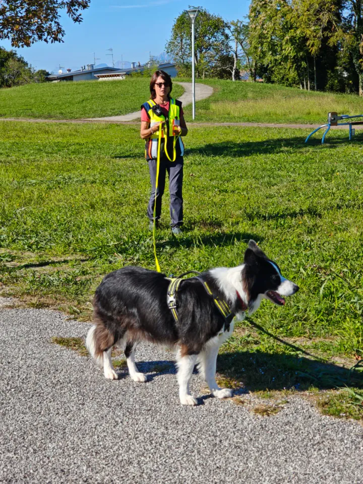 Foto GEM DOG A.S.D.: Allenamento di mantrailing, Pradamano, 27 settembre 2026, foto 114 di 153
