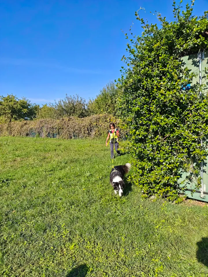 Foto GEM DOG A.S.D.: Allenamento di mantrailing, Pradamano, 27 settembre 2026, foto 119 di 153